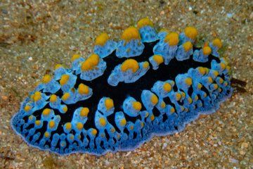 Night Snorkeling at Blue Heron Bridge – Guided Group Experience