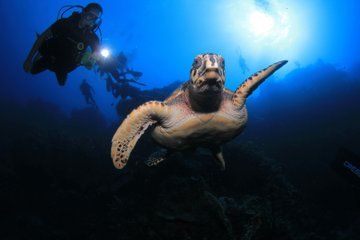 Night Scuba Dive at Blue Heron Bridge Small Group Experience