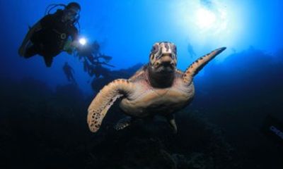 Night Scuba Dive at Blue Heron Bridge Small Group Experience