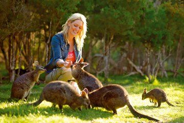 Melbourne Tour Aussie Wildlife Lunch and Wine Experience