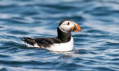 Bird Watching Cruise Along the Jurassic Coast