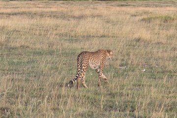 9-Days Epic Kenya Safari Great Migration and Kilimanjaro Views