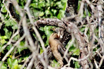 iSimangaliso Safari and Estuary Cruise Full Day Tour