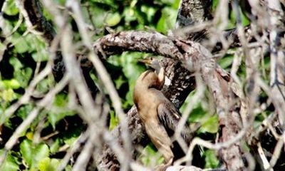 iSimangaliso Safari and Estuary Cruise Full Day Tour