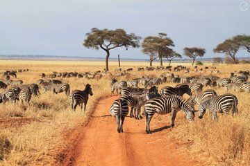 Tarangire National Park Day trip