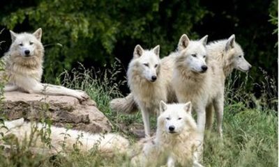 Lobo Park and Torcal de Antequera Day Trip from Granada