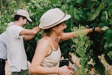 Practical Experience in the Vineyard: From Poda to Vindima