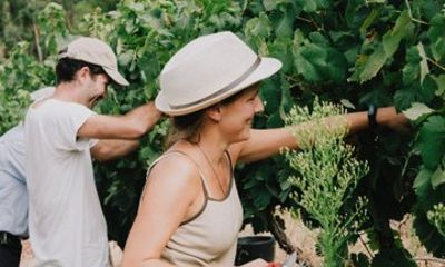 Practical Experience in the Vineyard: From Poda to Vindima