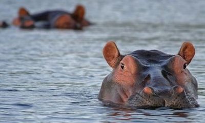 Hluhluwe Big 5 Experience