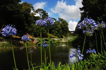 Cornish Gardens & Wonders – Private Shore Tour from Falmouth