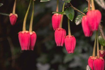 Cornish Gardens and Wonders Private Tour from Falmouth