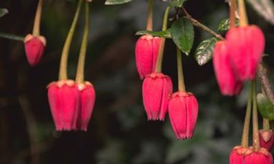 Cornish Gardens and Wonders Private Tour from Falmouth