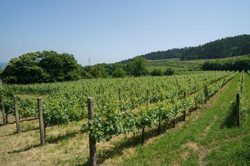 Guimaraes Wine Tasting Tour
