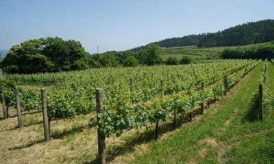 Guimaraes Wine Tasting Tour