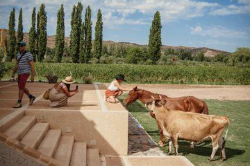 Organic and Biodynamic Wines