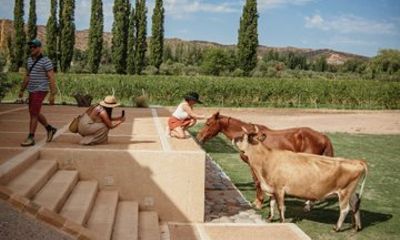 Organic and Biodynamic Wines