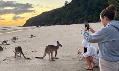 Whitsunday Shore Excursions : Kangaroo's at Sunrise Encounter