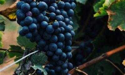 Kefalonia Wine Tasting Guided Walking Tour