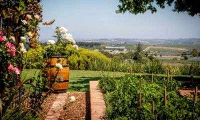 Curated Winelands Meander through Stellenbosch, Franschhoek