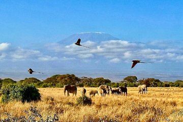 Nairobi Amboseli Sunrise Safari with Mt. Kilimanjaro Views