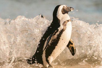 Cape Point Cape of Good Hope and African Penguins Full Day Tour