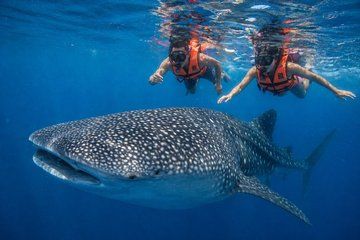 Swimming Tour with Whale Shark and Cape Catoche Island Small Group