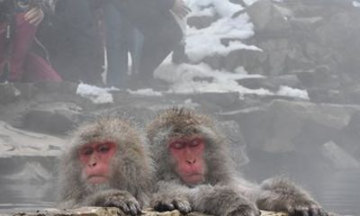 Departure from Hakuba Snow Monkey Tour and Zenkoji Temple