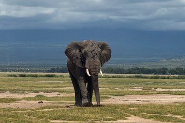 Amboseli Day Excursion