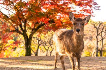 Kyoto Uji Nara Private Car Tour from Osaka