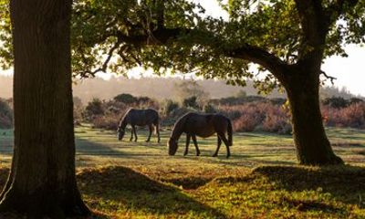 New Forest & Salisbury Cathedral Private Shore Tour