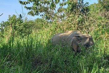 Minneriya National Park Jeep Safari