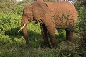 2 Days Manyara and Ngorongoro Camping
