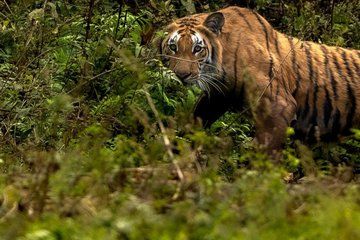 3 Nights of Wild Encounters on the Jungle of Safari in Bardia