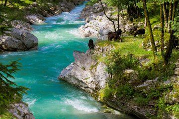 Best of Slovenia and Italy Tolmin Trieste Day Trip from Ljubljana
