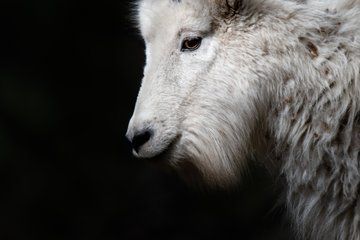 Custer State Park Wildlife Photography Tour