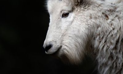 Custer State Park Wildlife Photography Tour