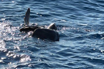 Dolphin and Turtle Spotting Tours in Puerto Escondido