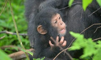 6 Days Tanzania Mahale Chimpanzee Trekking and Romantic Getaways