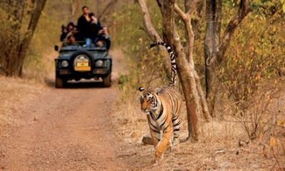 3 Days Pench National Park Tiger Safari Tour from Nagpur