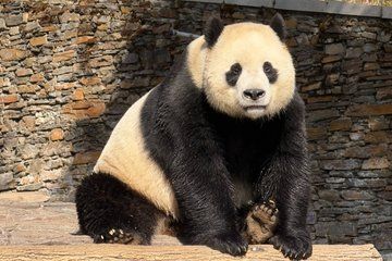 Chengdu panda Base Tickets with Optional Private Tour