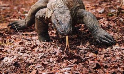 4 Days Private Komodo Boat Tour