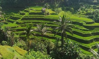 Private Best of Ubud: Monkey Forest, Rice Terraces & Water Temple