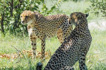 Cape Town Safari Signature Trip 8 Days of Culture and Wildlife