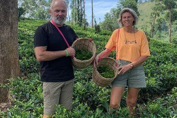 Greenwood Handmade Tea Making Class in Nawalapitiya Sri Lanka