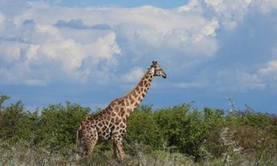 3 Days 2 Night Etosha Safari Trip