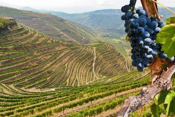 Douro Valley Small Group Day Tour with Wine Tasting & Lunch
