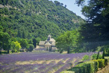 Lavender Landscapes and Provencal Flavors