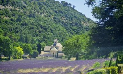 Lavender Landscapes and Provencal Flavors