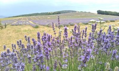 Lavender Landscapes and Provencal Flavors