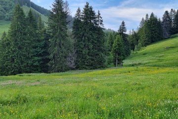 Naturalistic adventure in the Swiss Alps